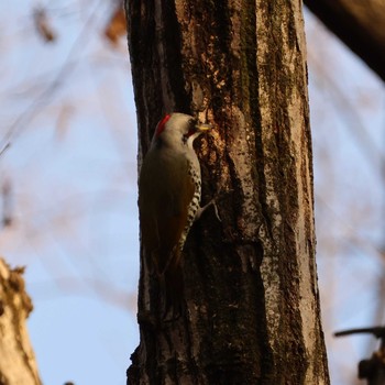 Mon, 1/25/2021 Birding report at 小山田緑地公園