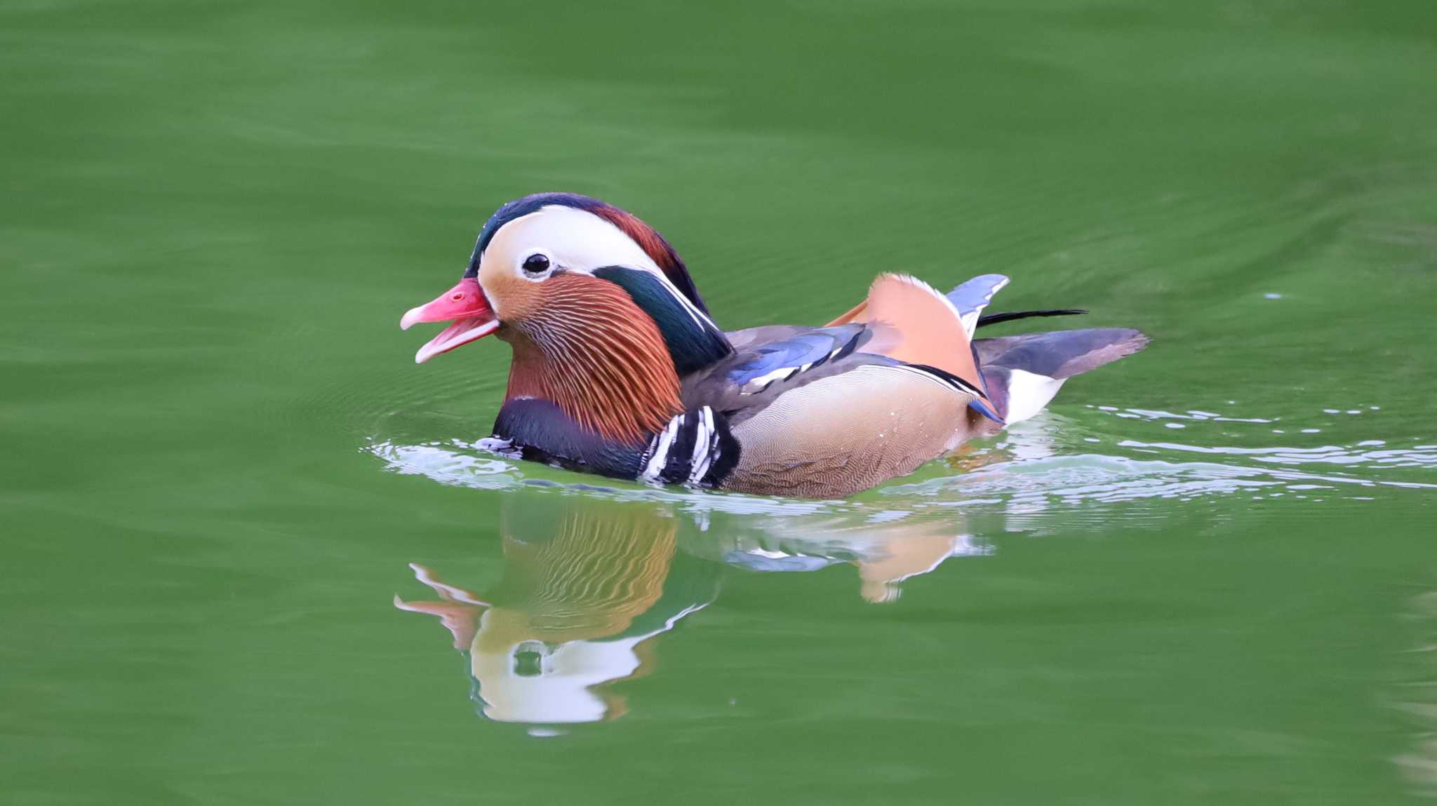 薬師池公園 オシドリの写真 by Mororo