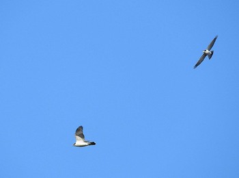 Eurasian Goshawk 愛知県 Sun, 12/18/2016