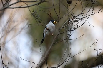 2021年1月11日(月) 薬師池公園の野鳥観察記録