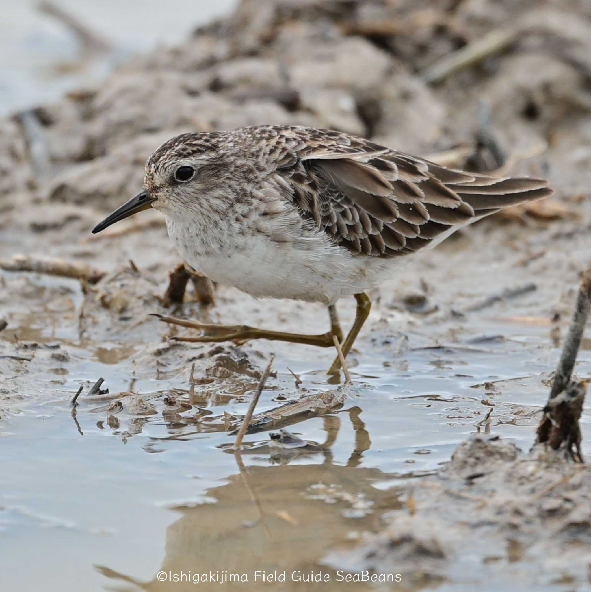 Long-toed Stint