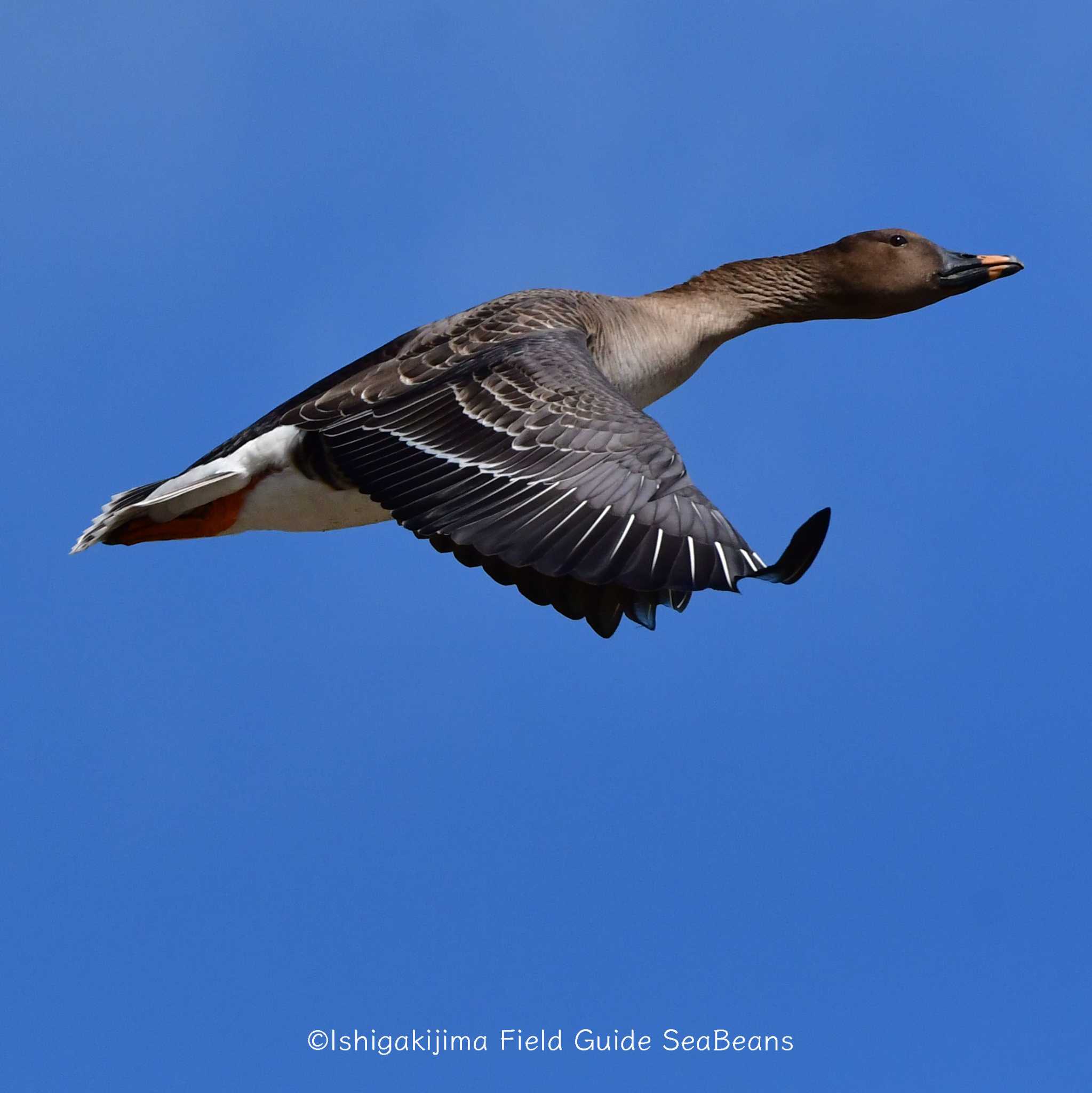 Photo of Tundra Bean Goose at Ishigaki Island by 石垣島バードウオッチングガイドSeaBeans