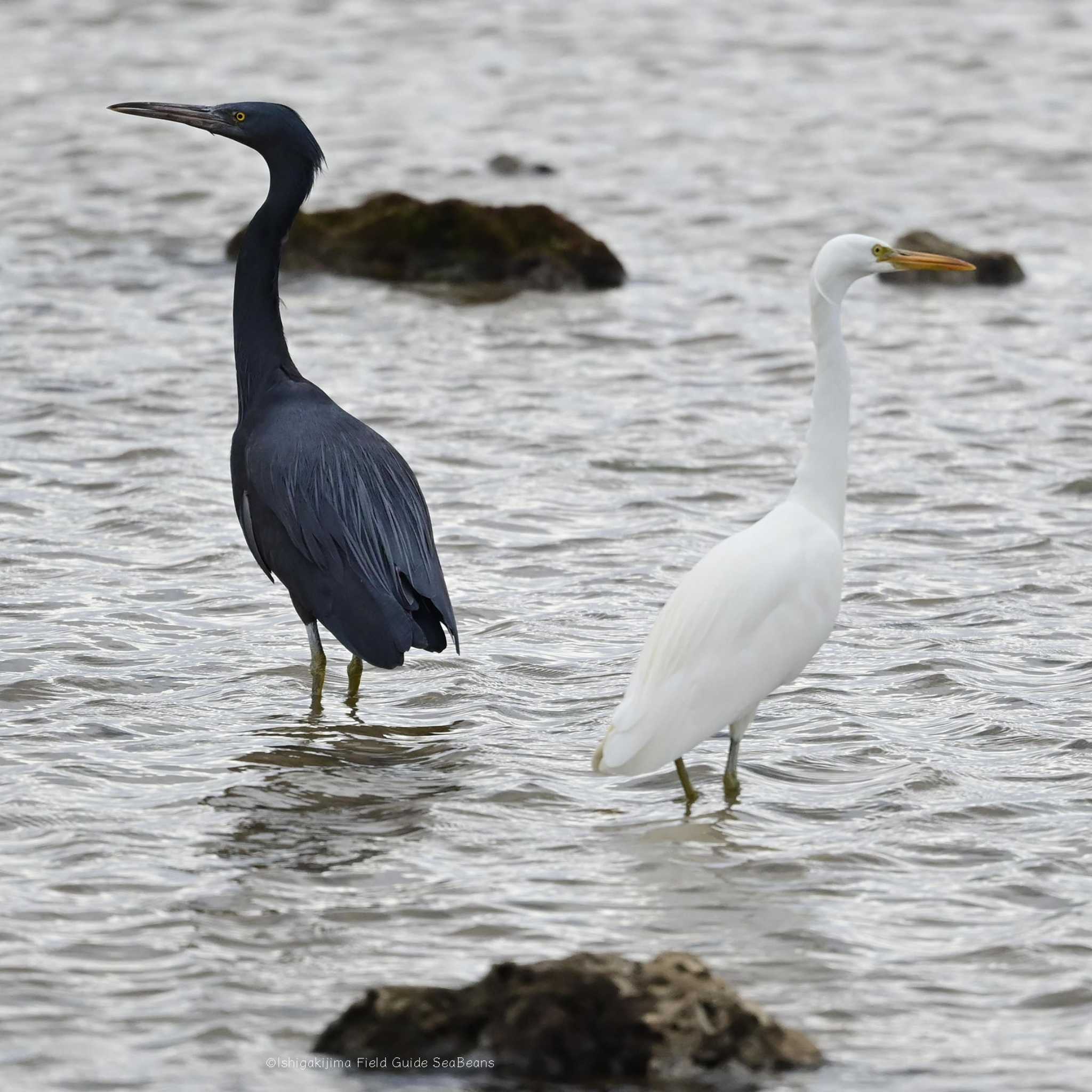 Pacific Reef Heron