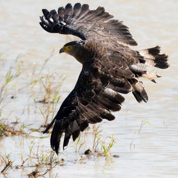 2021年1月20日(水) 石垣島の野鳥観察記録