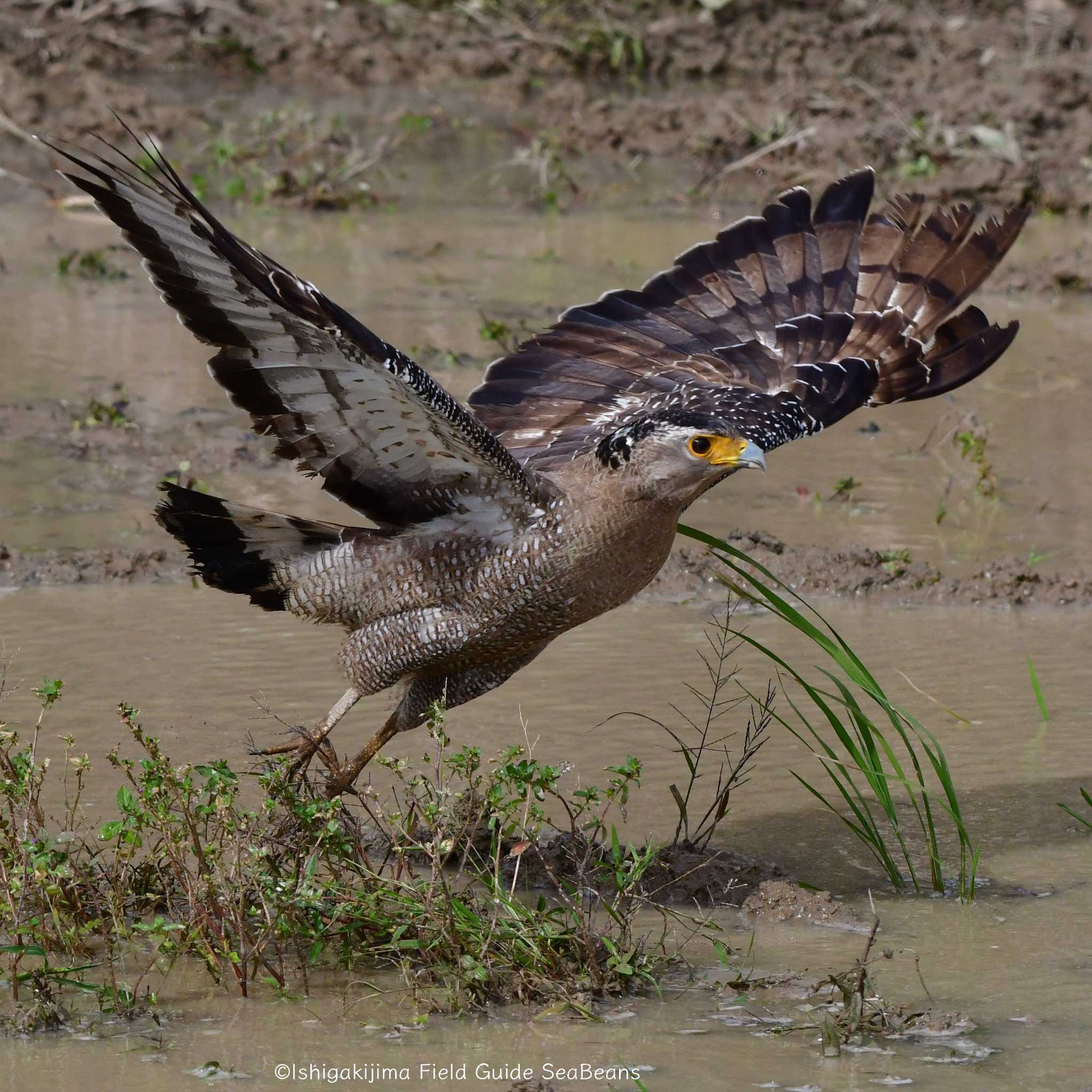 Photo of Crested Serpent Eagle at Ishigaki Island by 石垣島バードウオッチングガイドSeaBeans