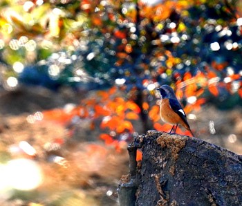 Daurian Redstart 見沼 Fri, 1/22/2021