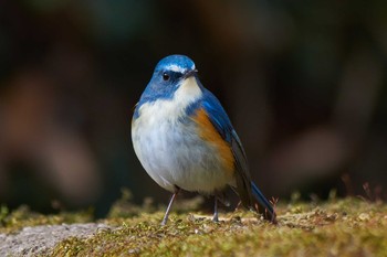 ルリビタキ 薬師池公園 2019年1月10日(木)