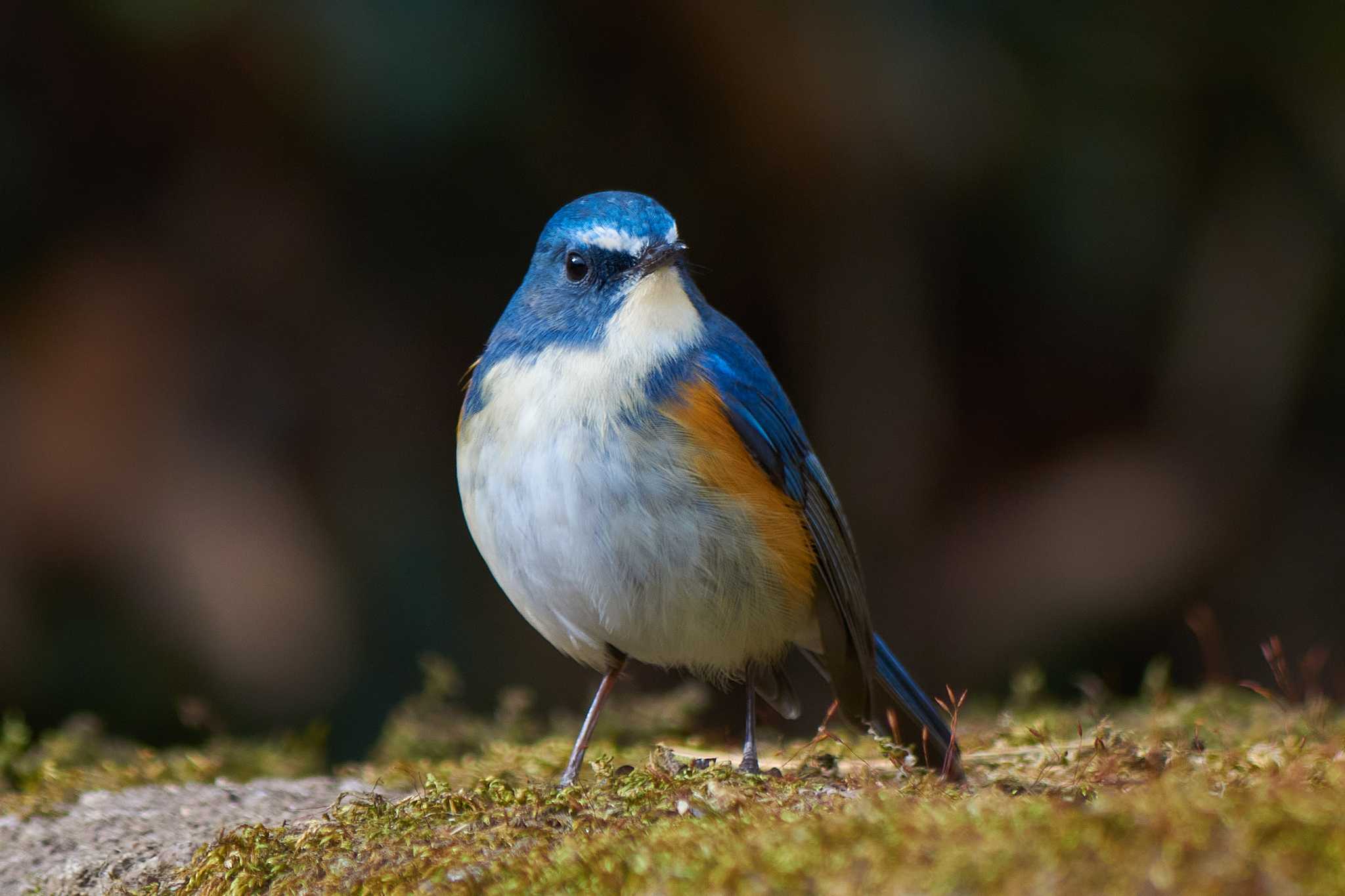 薬師池公園 ルリビタキの写真 by Shinichi.JPN