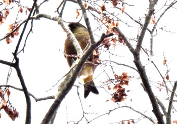 カワラヒワ 愛知県森林公園 2021年1月17日(日)