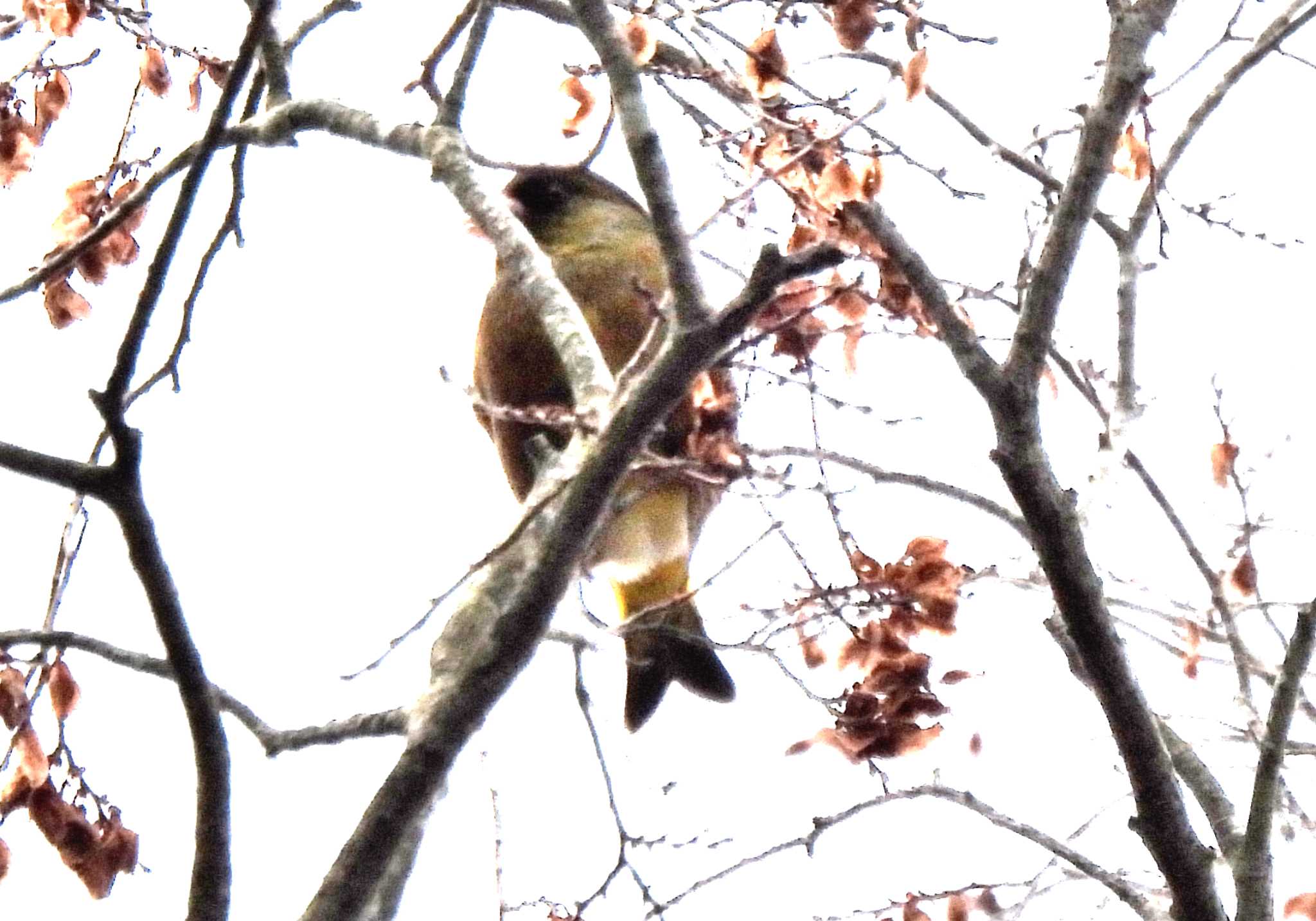 愛知県森林公園 カワラヒワの写真 by よつくん