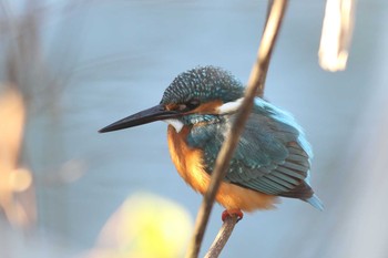 カワセミ 舞岡公園 2016年12月17日(土)