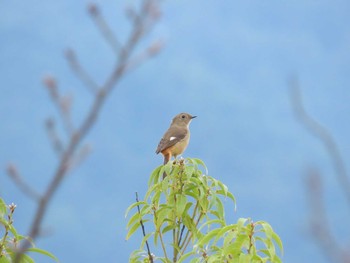 Daurian Redstart 西鞍の丘総合運動公園 Sat, 11/7/2020