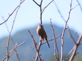 ホオジロ 犬鳴ダム 2020年11月8日(日)