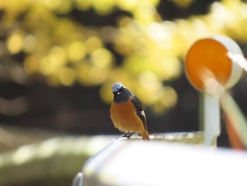 Daurian Redstart 犬鳴ダム Sun, 11/8/2020