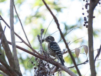 Japanese Pygmy Woodpecker 笠城ダム公園 Sat, 11/14/2020