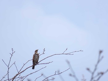 2020年11月22日(日) 笠城ダム公園の野鳥観察記録