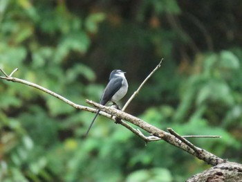 Ryukyu Minivet 笠城ダム公園 Sun, 11/22/2020