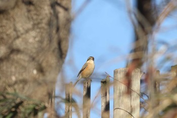 モズ 舞岡公園 2016年12月17日(土)