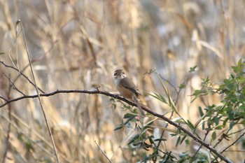 モズ 舞岡公園 2016年12月17日(土)