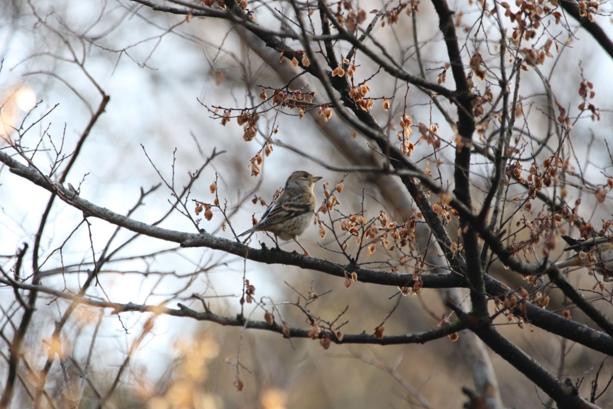 Brambling