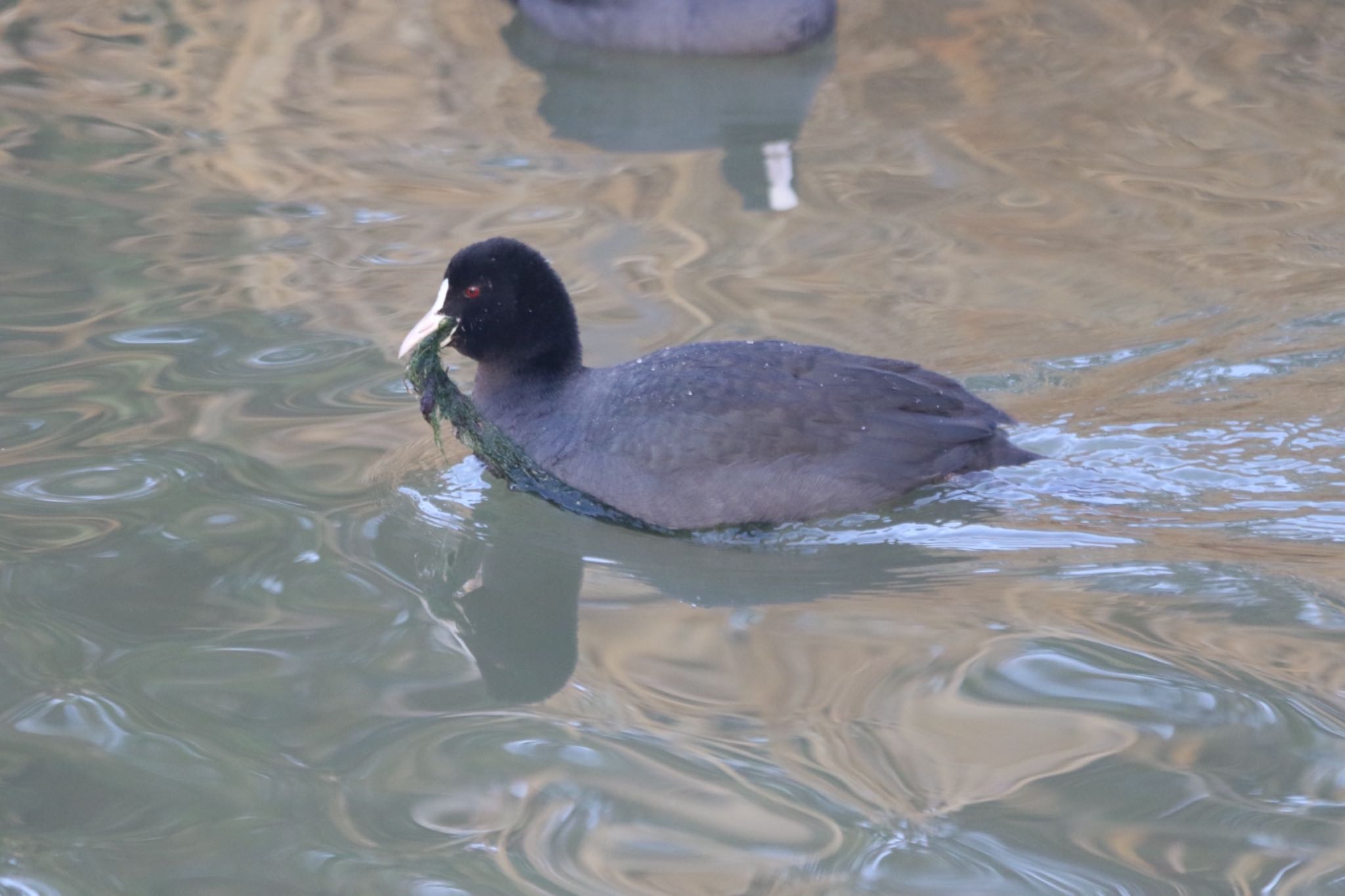 Eurasian Coot