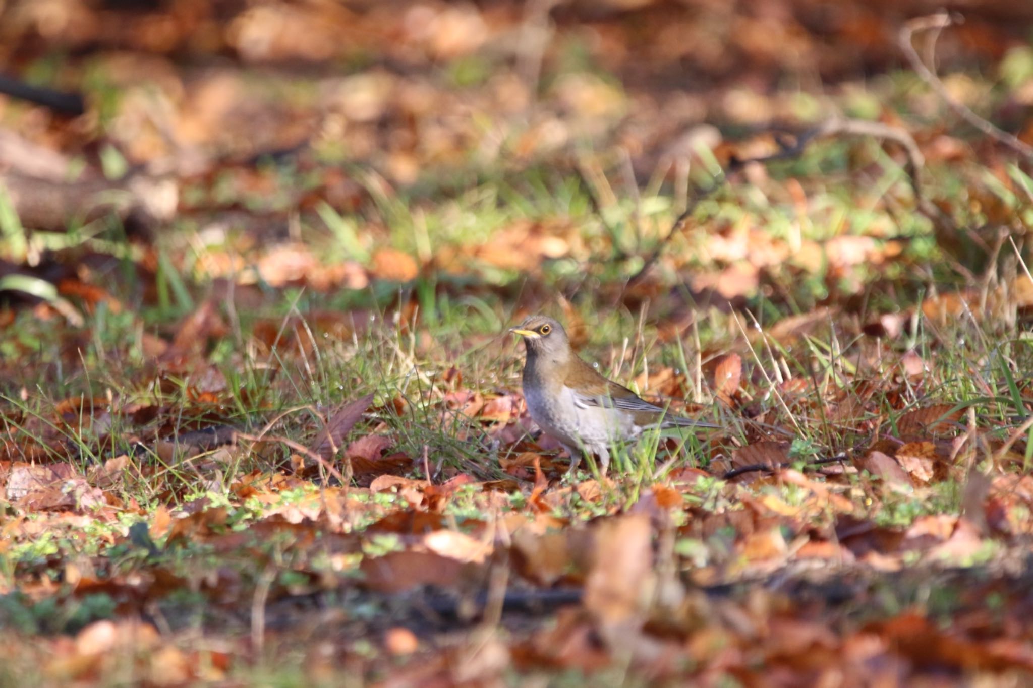 Pale Thrush