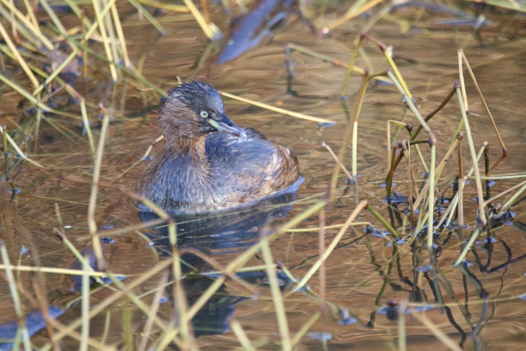 Little Grebe