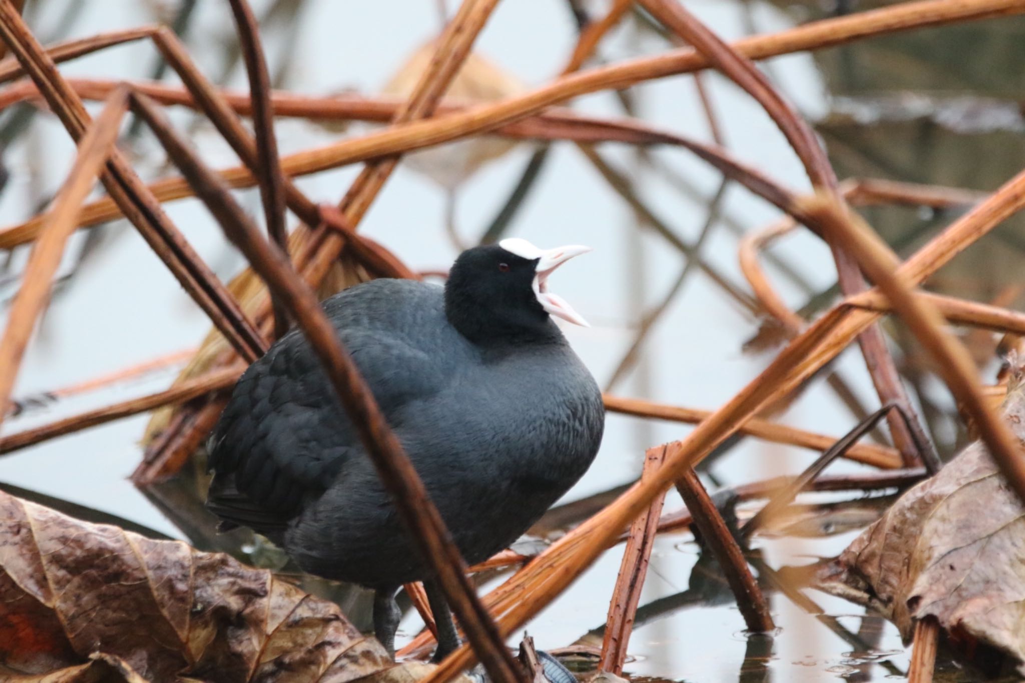 Eurasian Coot