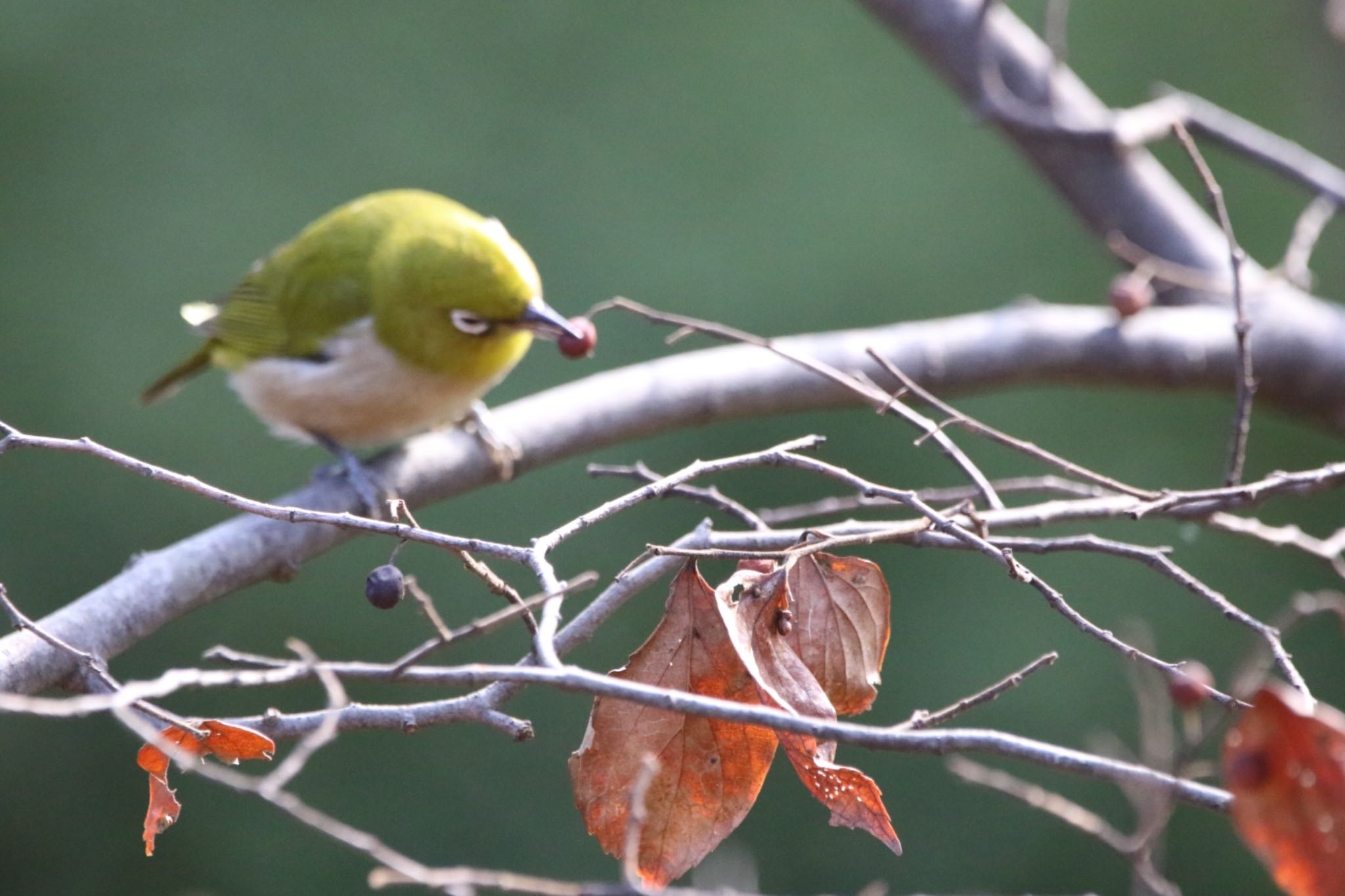 Warbling White-eye