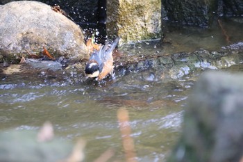 Mon, 1/25/2021 Birding report at Oizumi Ryokuchi Park