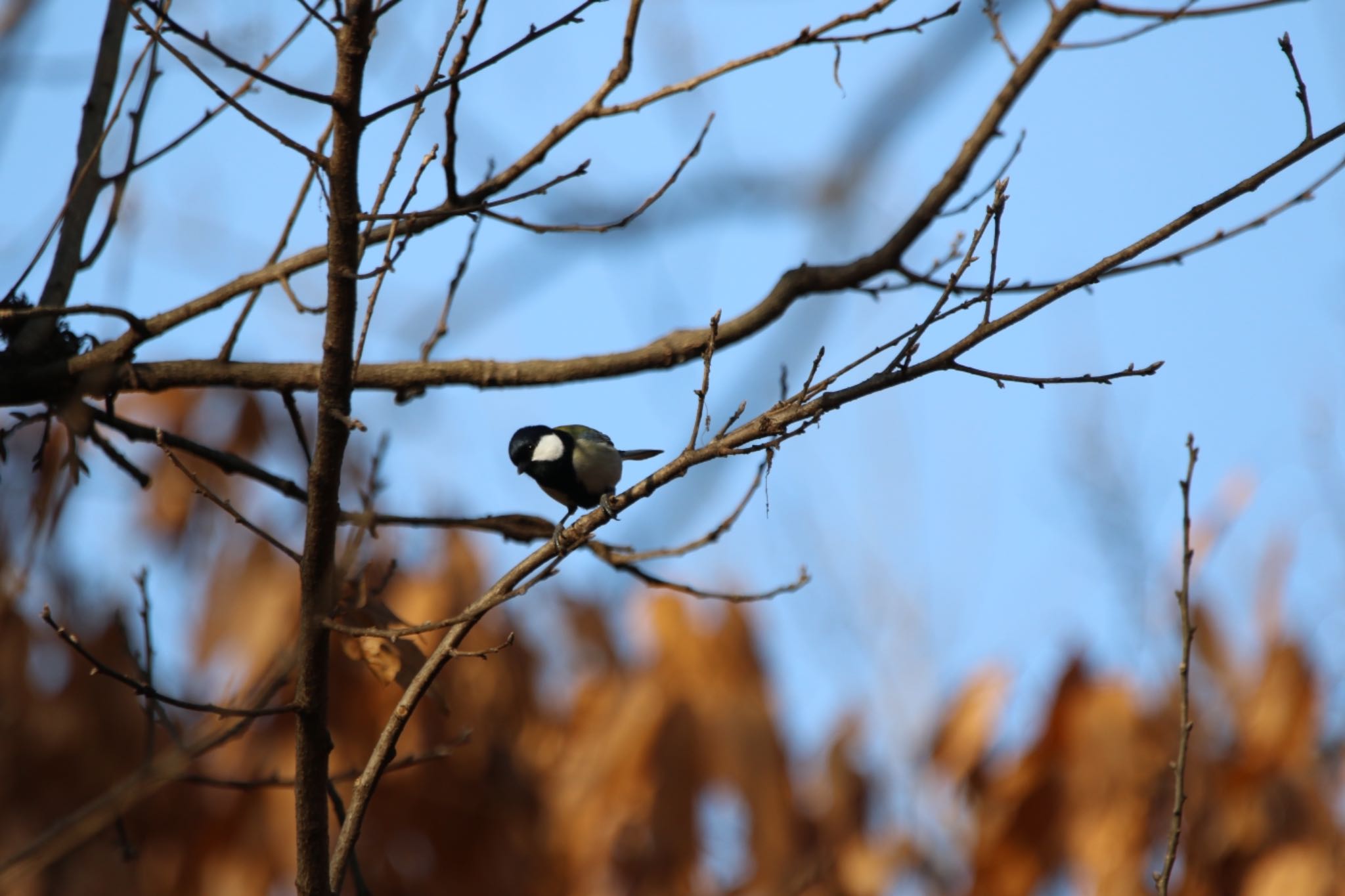 Japanese Tit