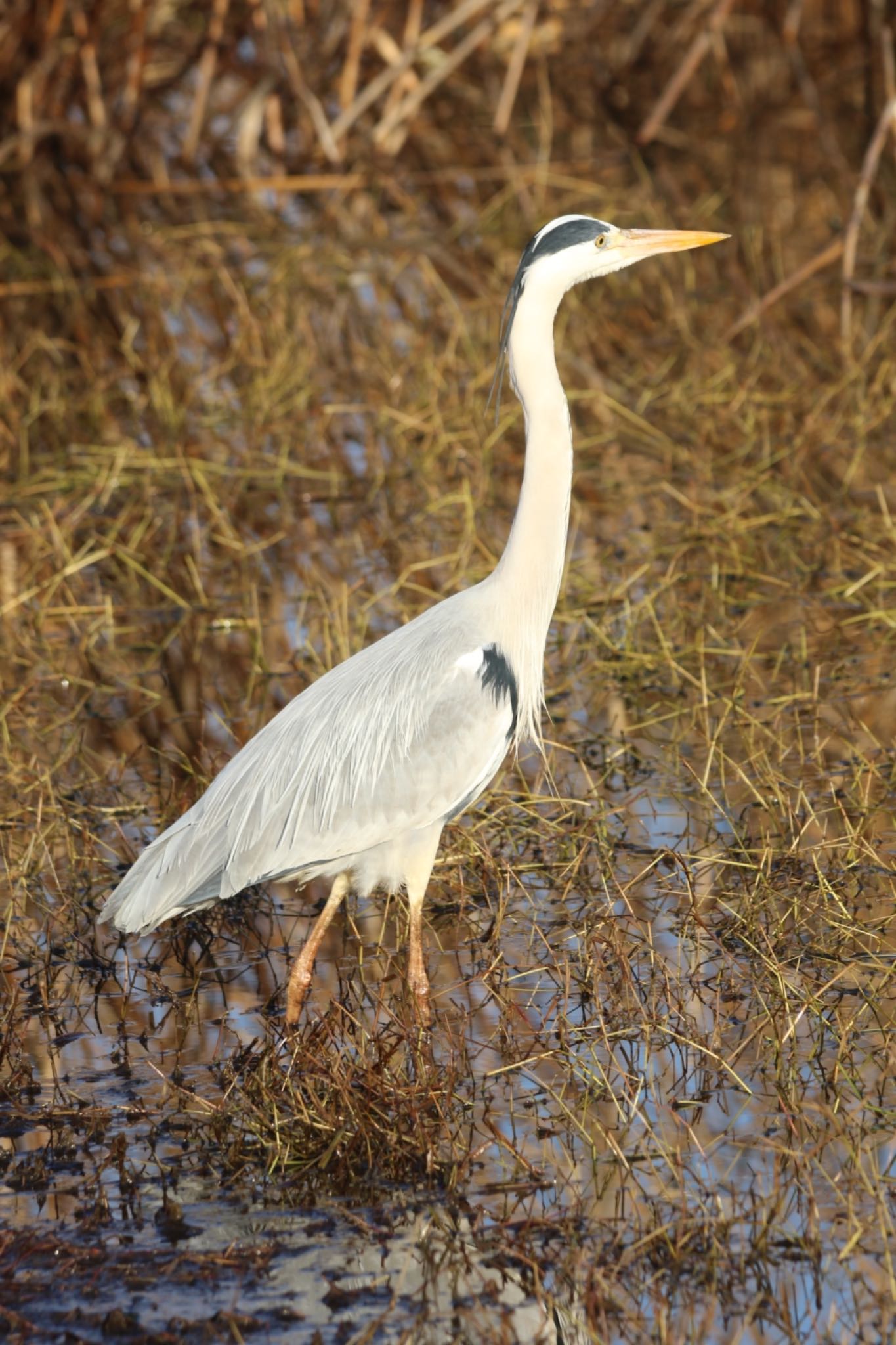 Grey Heron