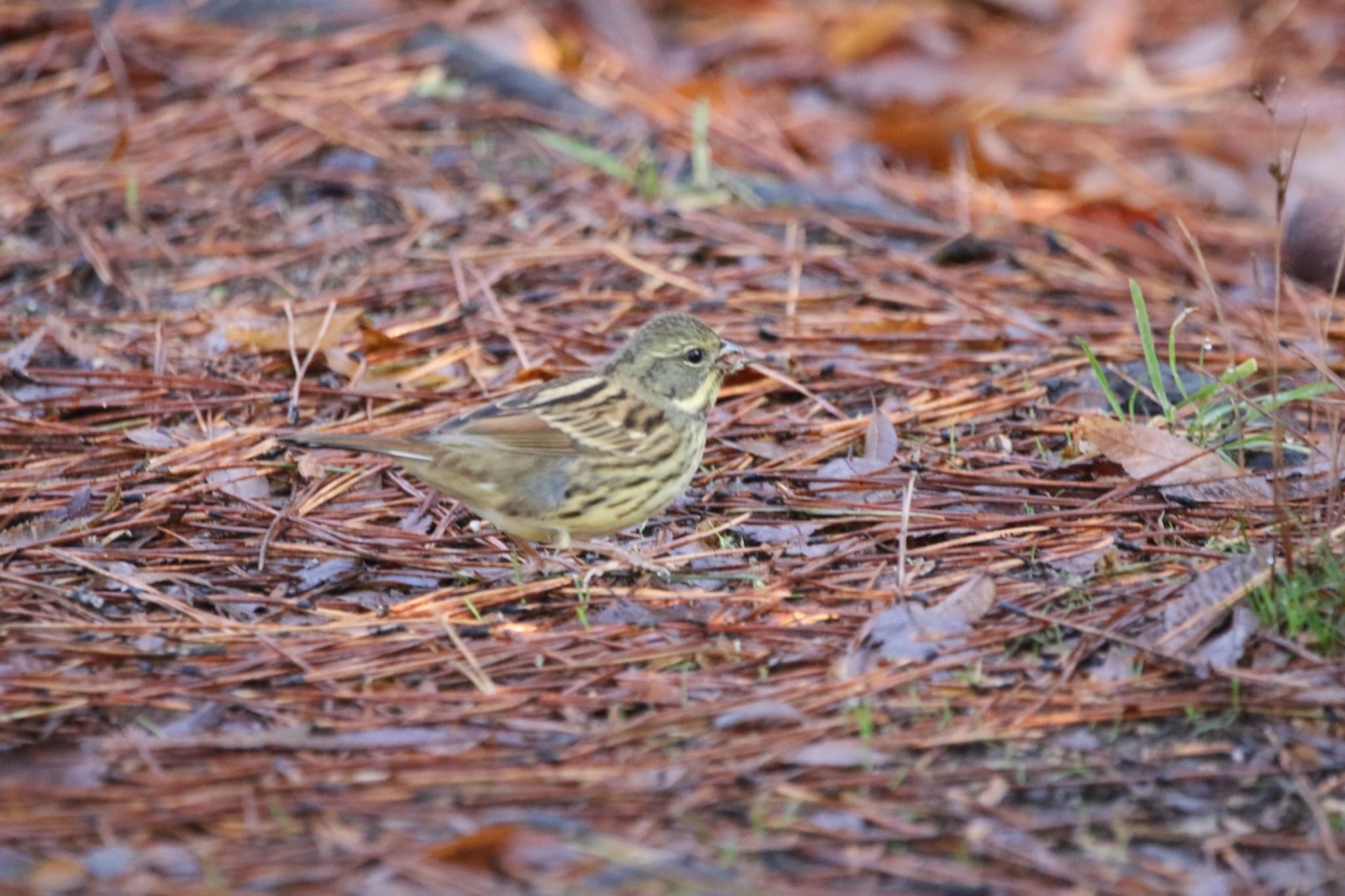 Masked Bunting