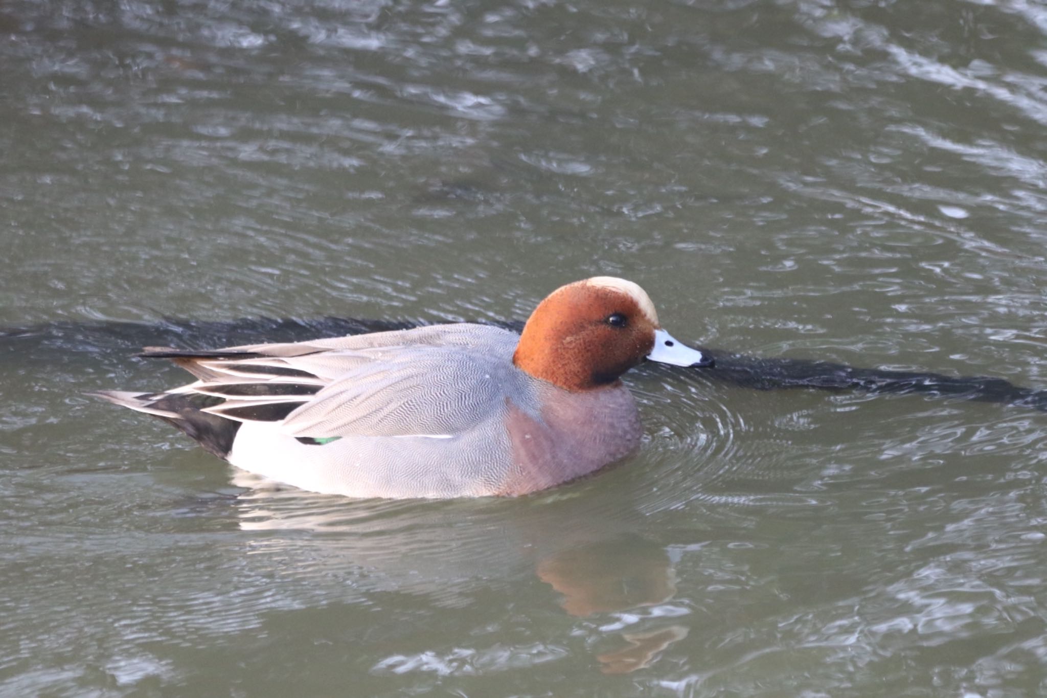 Eurasian Wigeon