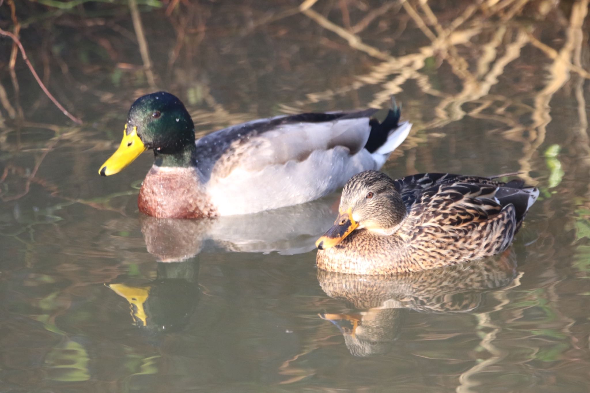 Mallard