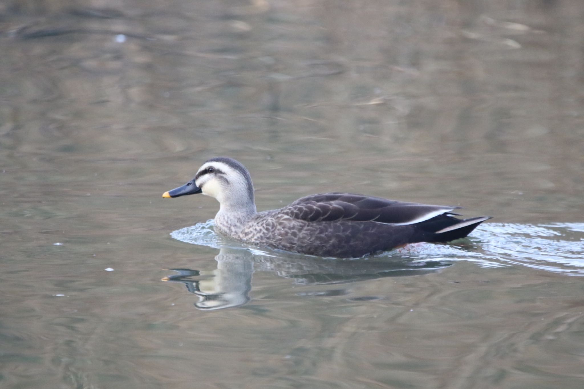 Eastern Spot-billed Duck