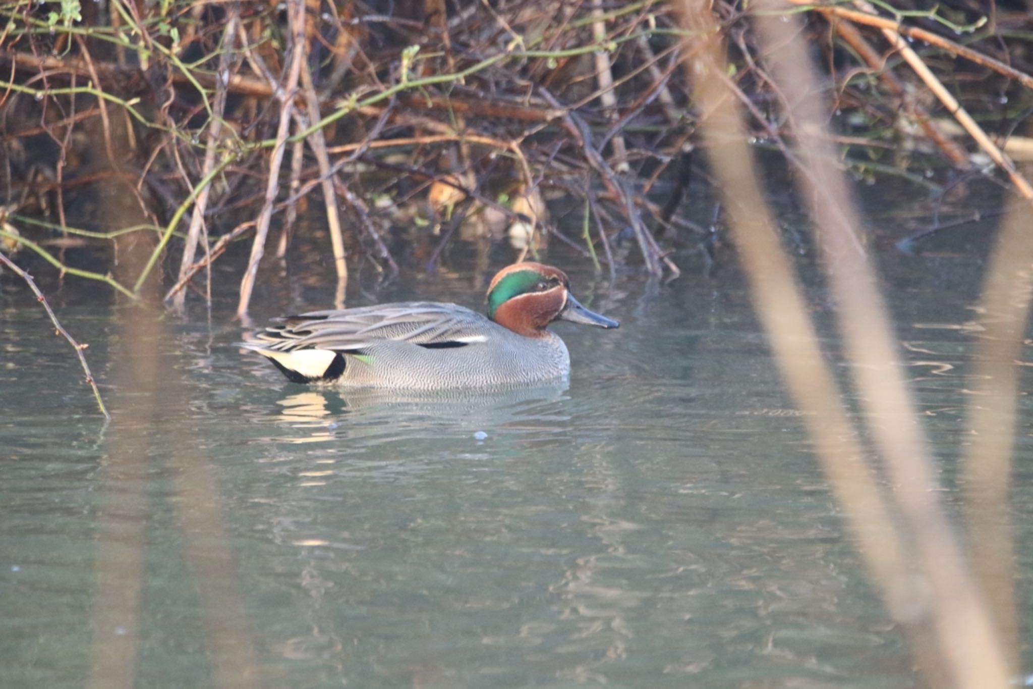 Eurasian Teal