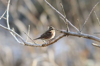 カシラダカ 舞岡公園 2016年12月17日(土)