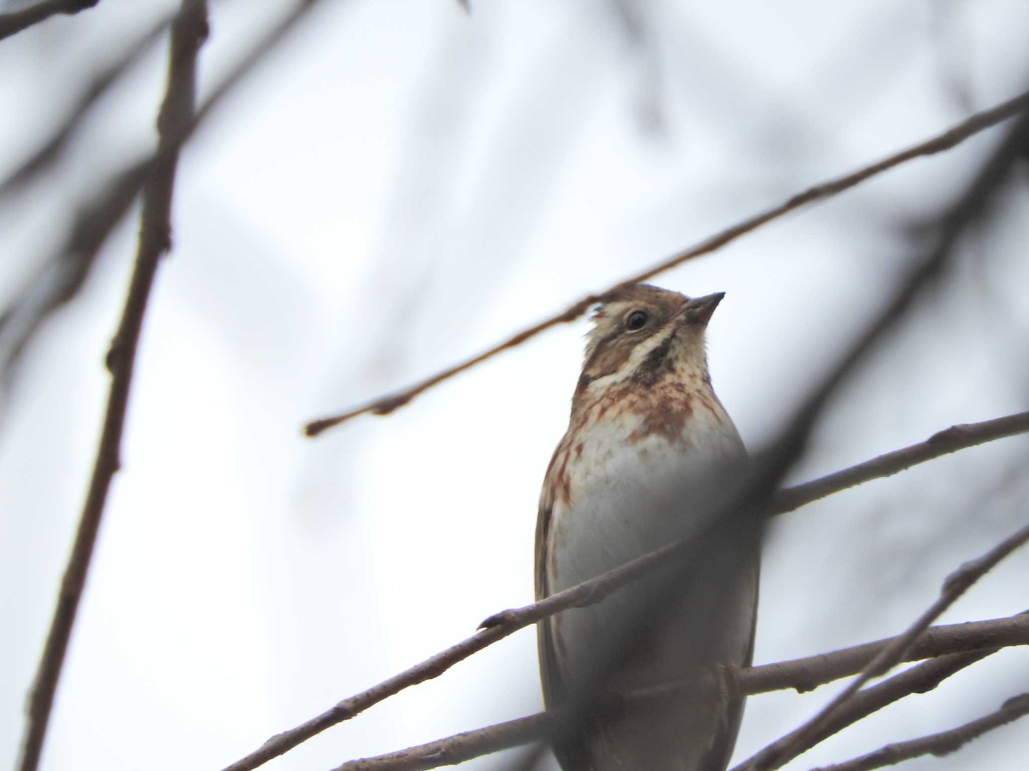 Rustic Bunting