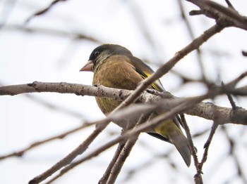 Wed, 1/27/2021 Birding report at 砂川堀北野調整池