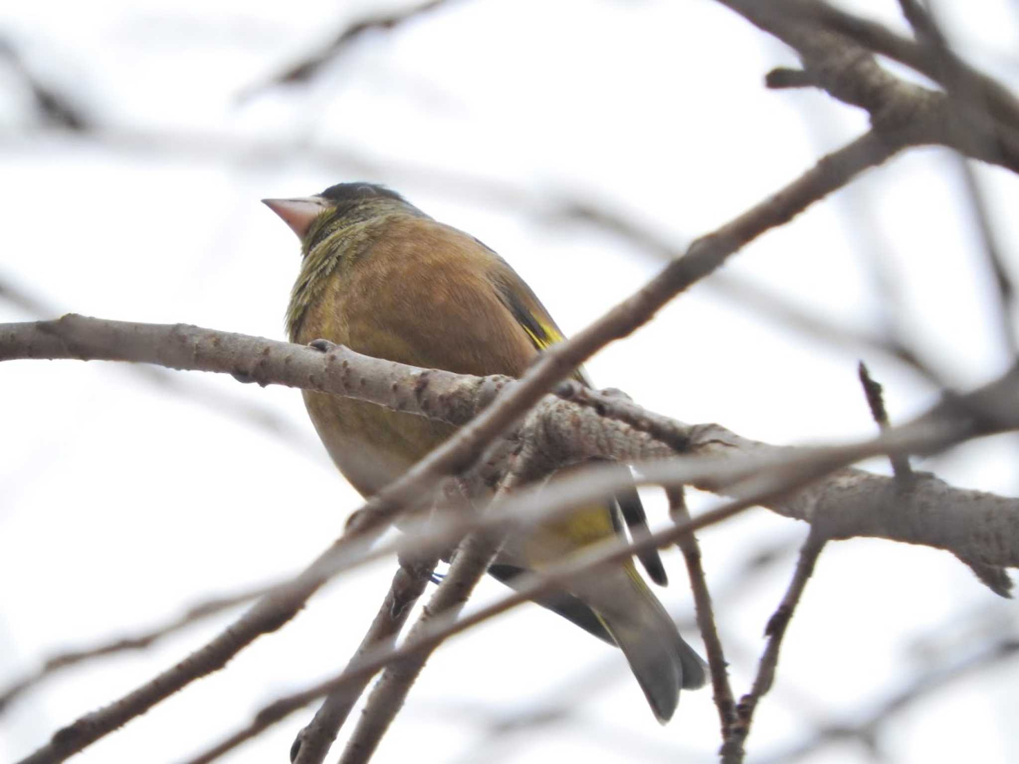 Grey-capped Greenfinch