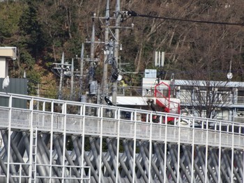 カワウ 浅川 (八王子) 2021年1月27日(水)