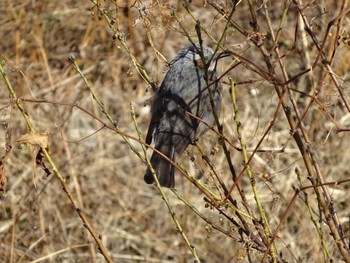 2021年1月27日(水) 浅川 (八王子)の野鳥観察記録