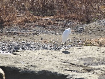 ダイサギ 浅川 (八王子) 2021年1月27日(水)