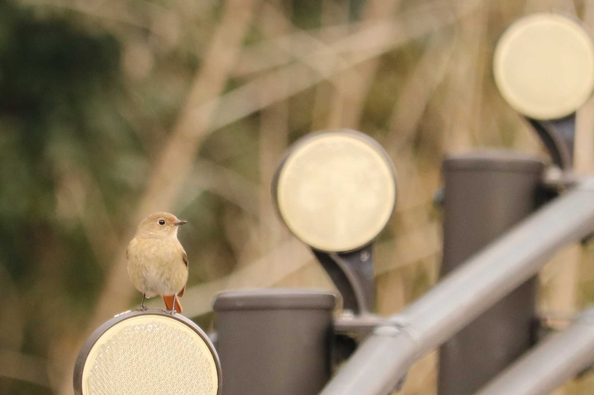 守谷市大柏里山 ジョウビタキの写真 by ogashiwa_bird