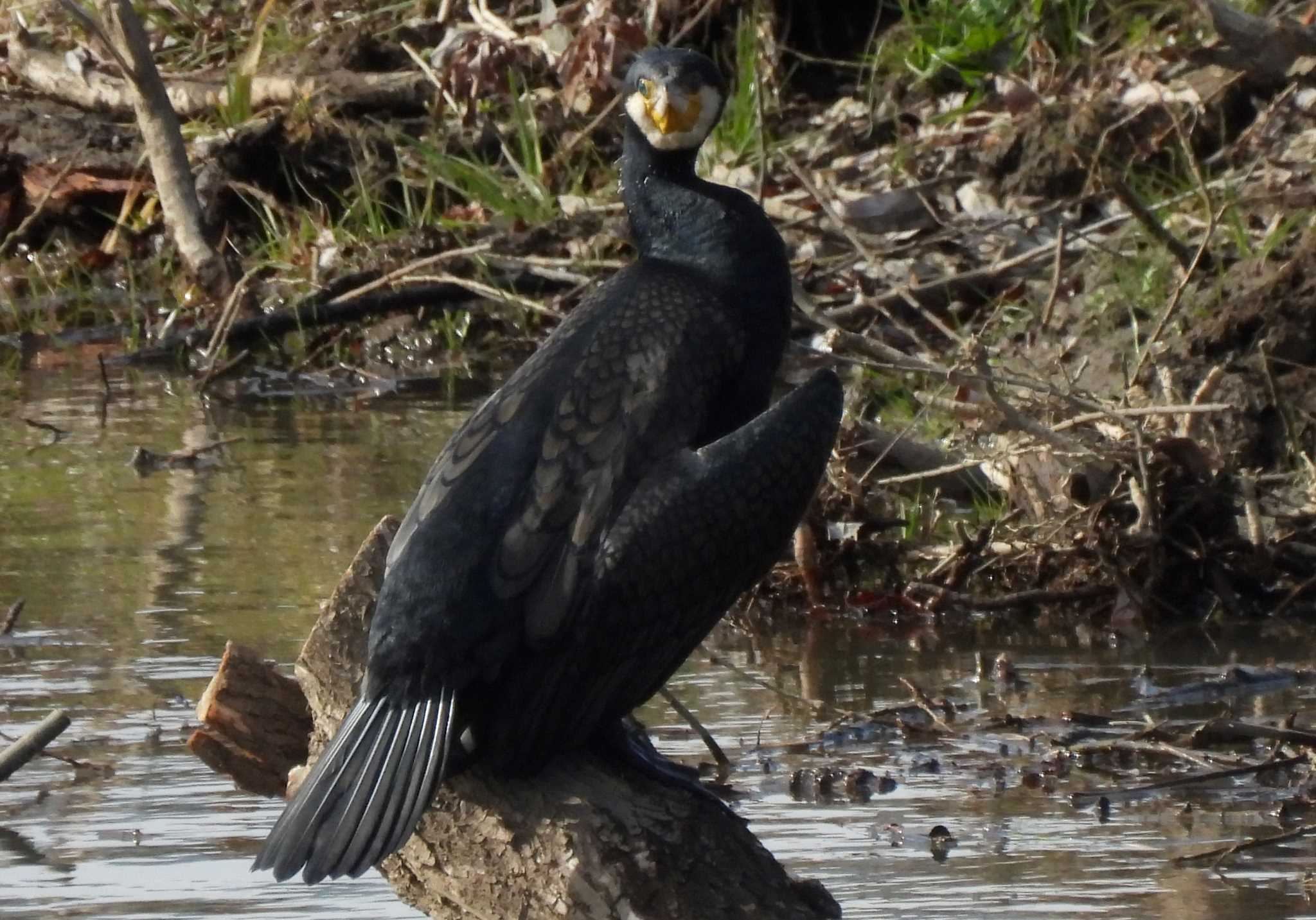 内津川 カワウの写真 by よつくん