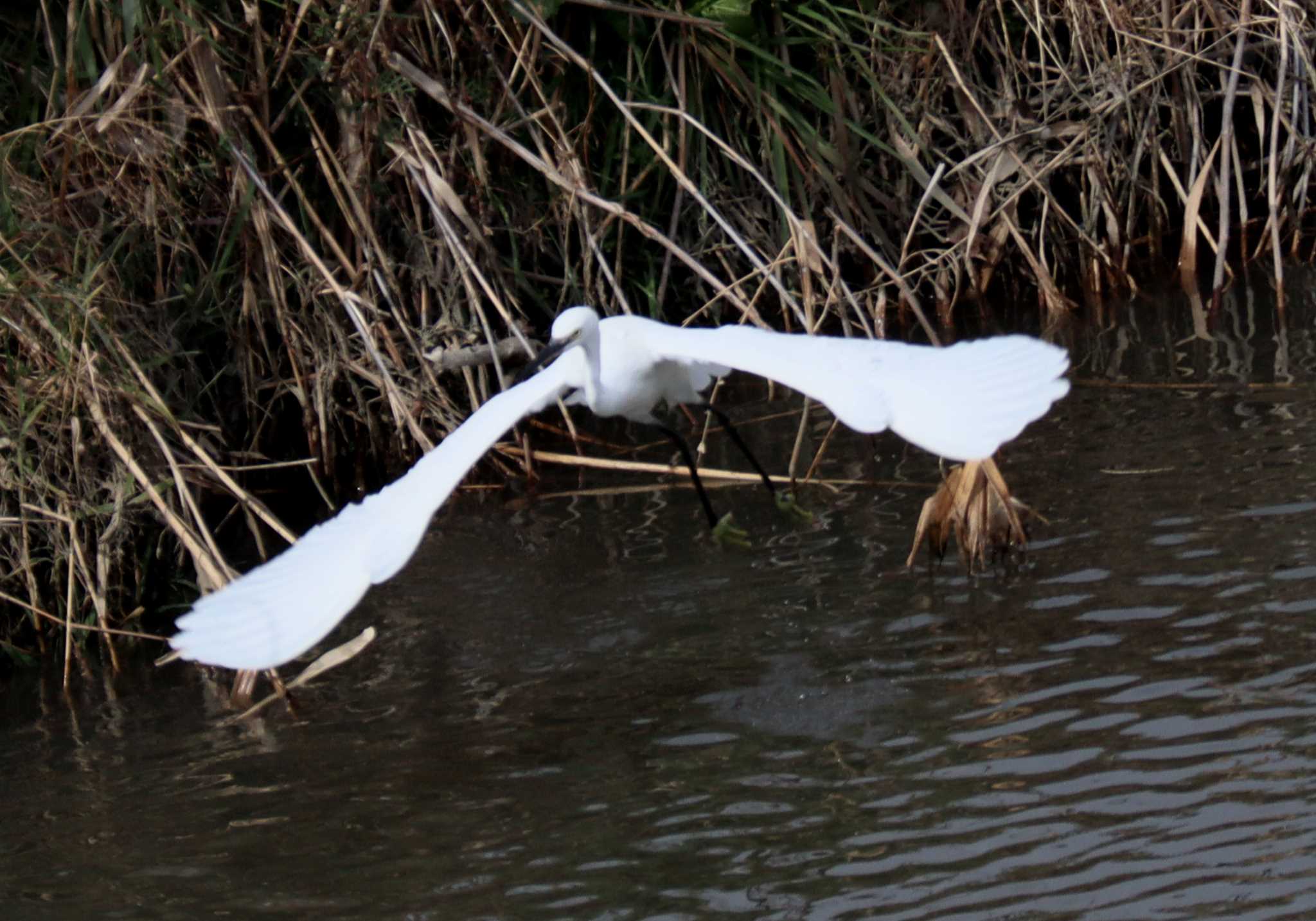 Photo of Little Egret at 内津川 by よつくん