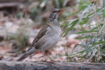 2021年1月27日(水) 三ツ池公園(横浜市鶴見区)の野鳥観察記録