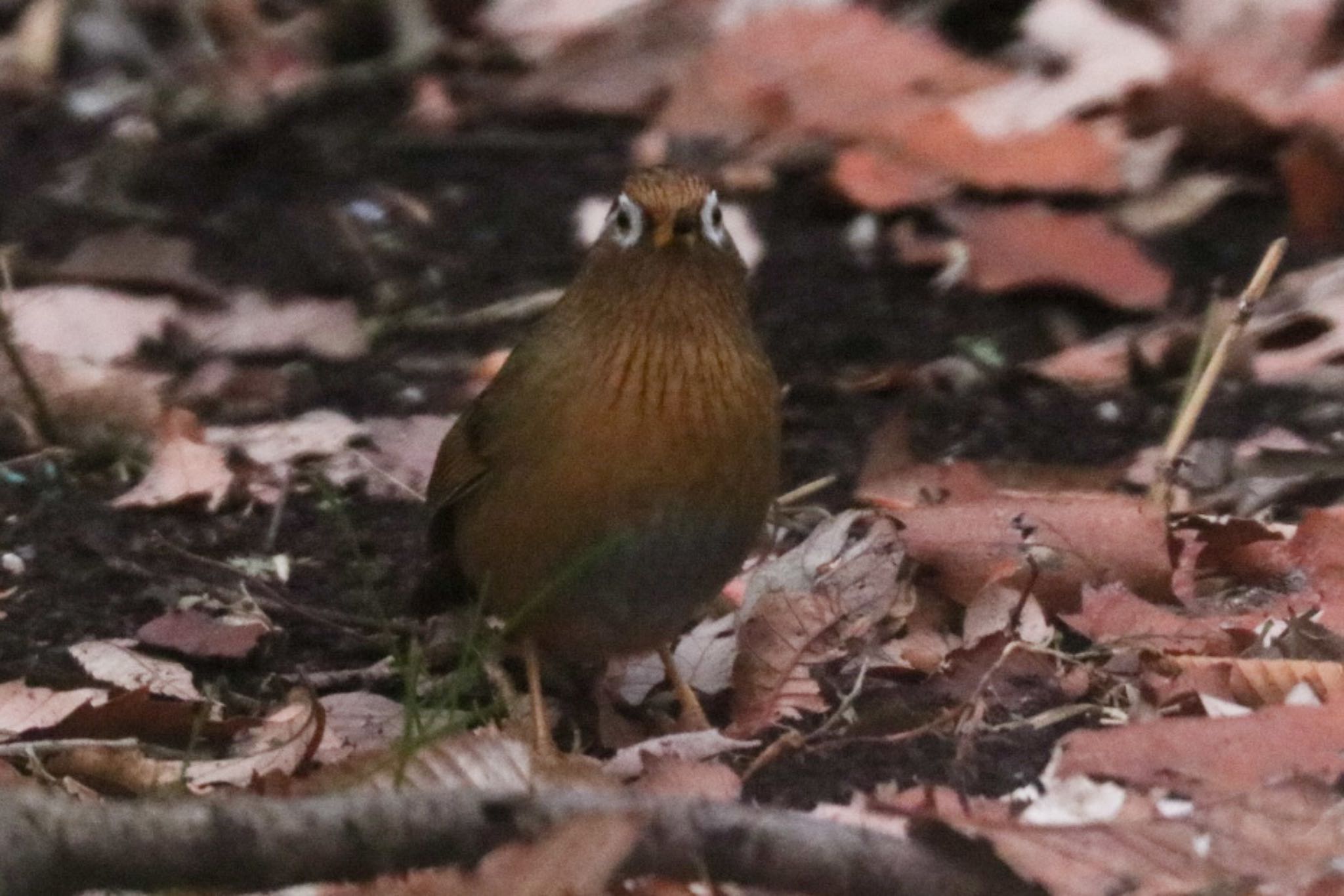 ガビチョウ