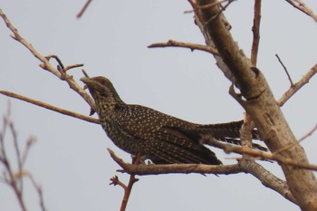 Asian Koel Khao Mai Keao Reservation Park Wed, 1/27/2021